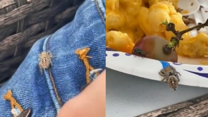 Ατρόμητη γυναίκα βοήθησε αράχνη να κατασπαράξει μύγα που άραζε στο φαγητό της (vid)