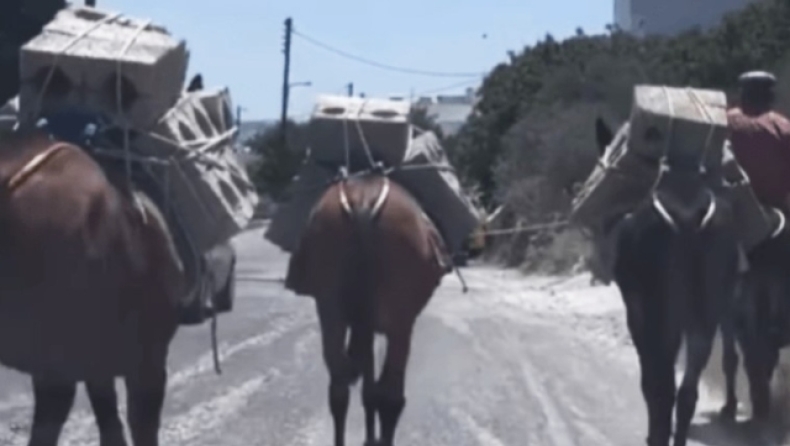 Σαντορίνη: Καταγγελία για μουλάρια που κουβαλούν τσιμεντόλιθους μέσα στον καύσωνα (vid)