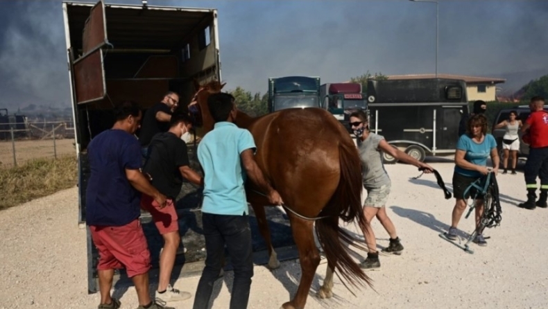 Εγκλωβισμένα άλογα σε ιππικό όμιλο στην Ανάβυσσο: Προσπαθούν να τα απομακρύνουν με ασφάλεια για να τα σώσουν (vid)