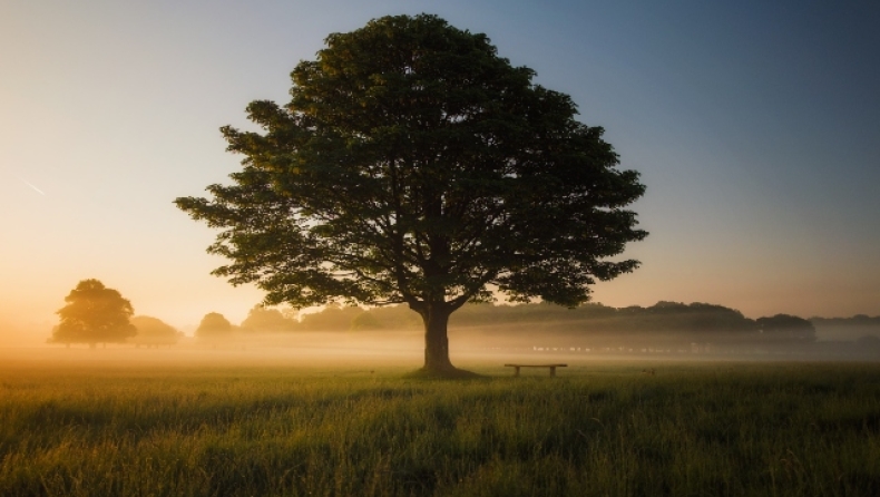 Το πιο μοναδικό δέντρο στον κόσμο: Μόλις το κόψεις τρέχει «αίμα» (vid)