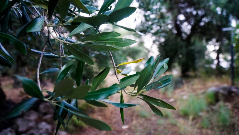 Η αστυνομία στην Ισπανία κατέσχεσε 74 τόνους ελιές: «Με αυτές τις τιμές, το να κλέβεις λάδι είναι σαν να κλέβεις κοσμήματα»