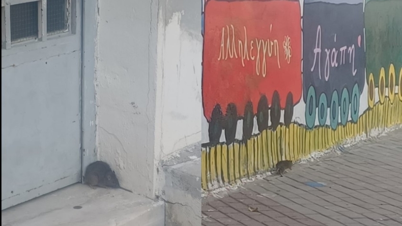 Αδιανόητες εικόνες στην Καισαριανή: Αρουραίοι «σουλατσάρουν» σε δημοτικό σχολείο 