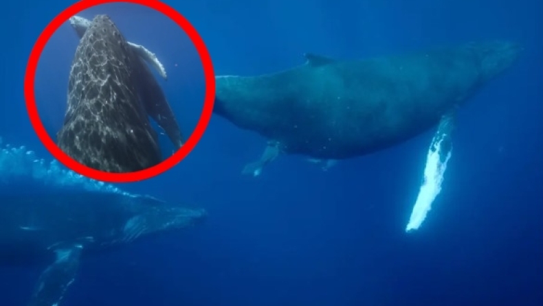 Ιστορικό βίντεο κατέγραψε το «θαύμα της φύσης»: Η στιγμή που φάλαινα γεννάει (vid)