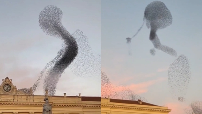 Το μυστήριο της φύσης: Ο συγχρονισμένος χορός των αποδημητικών πουλιών που σε υπνωτίζει (vid)