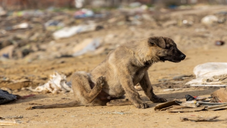Ξάνθη: Τουλάχιστον 500 υποσιτισμένα σκυλιά ζουν σε χωματερή