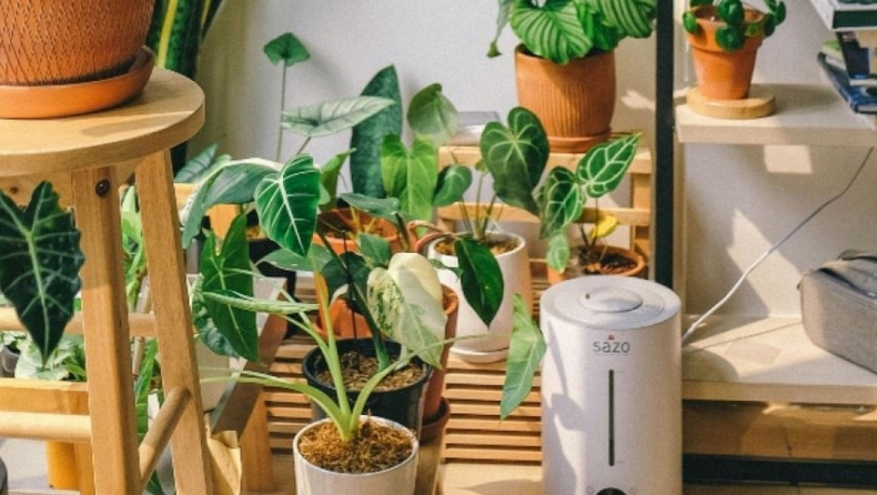 5 φυτά εσωτερικού χώρου που διώχνουν τη μούχλα από το σπίτι