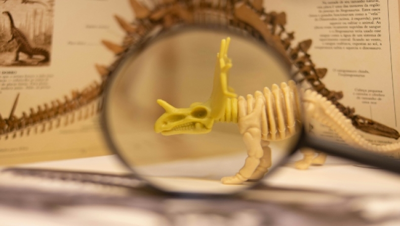 Ερευνητές ανακάλυψαν απολιθωμένο κρανίο που ανήκει σε αμφίβιο: Ο λόγος που το συγκρίνουν με τον Κέρμιτ το βάτραχο 