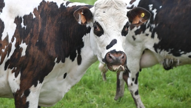 Γρίπη των πτηνών εντοπίστηκε στο γάλα αγελάδων: Συστάσεις από τον ΠΟΥ
