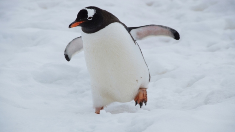 Συναγερμός στην Ανταρκτική: Επιστήμονες βρήκαν εκατοντάδες πιγκουίνους νεκρούς 