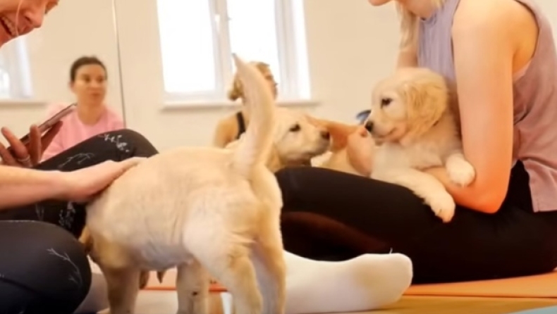 H «Puppy Yoga» έχει γίνει μόδα και οι φιλοζωικές είναι στα «κάγκελα»: Ποια χώρα την απαγόρευσε εντελώς