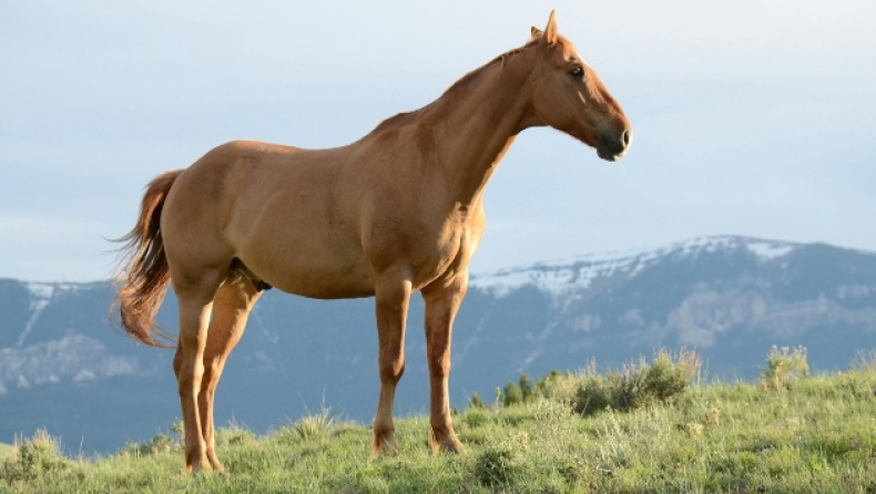 Επιστήμονες ανακάλυψαν άλογο από την Εποχή των Παγετώνων: Οι αποτυχημένες προσπάθειες κλωνοποίησης 