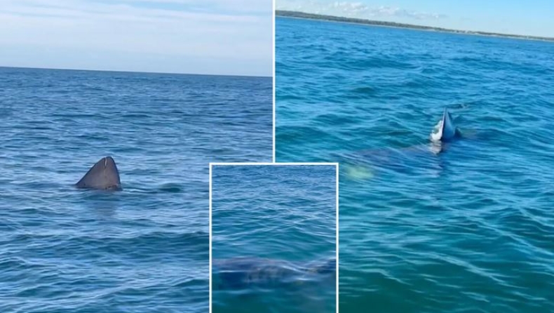 Πήγαν βόλτα με το σκάφος και τους περικύκλωσαν 5 καρχαρίες: Τα «είδαν» όλα (vid)