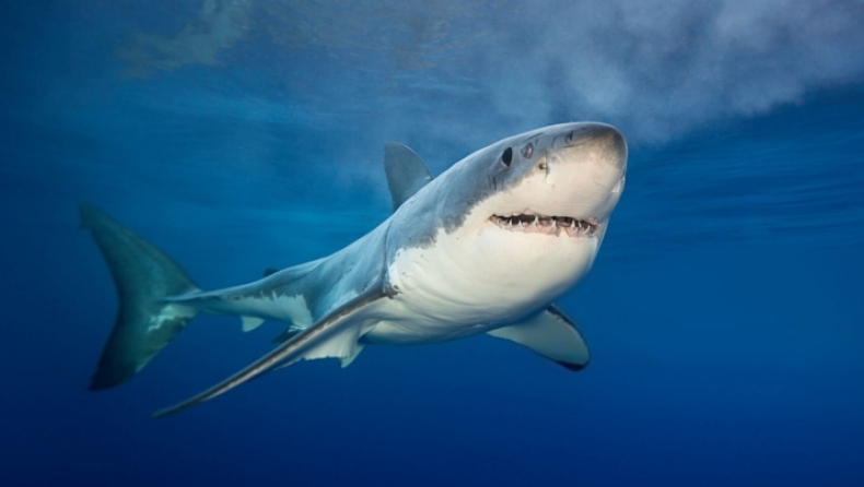 Φοβάσαι τους καρχαρίες; Αυτό το εργαλείο σου δείχνει τις περιοχές που είναι πιο πιθανό να σου επιτεθούν