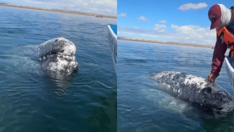 Συγκλονιστικό βίντεο κατέγραψε τη στιγμή που γκρίζα φάλαινα ζητά βοήθεια από τους ανθρώπους (vid) 