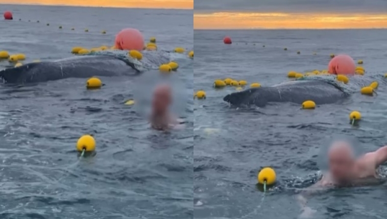 Κωπηλάτες βρήκαν το μπελά τους όταν προσπάθησαν να σώσουν φάλαινα που είχε μπλεχτεί σε δίχτυα (vid) 