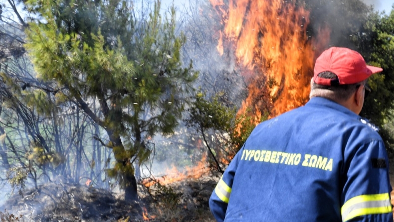 Φωτιά τώρα στο Μαρκόπουλο: Πλησιάζουν την Αττική Οδό οι φλόγες