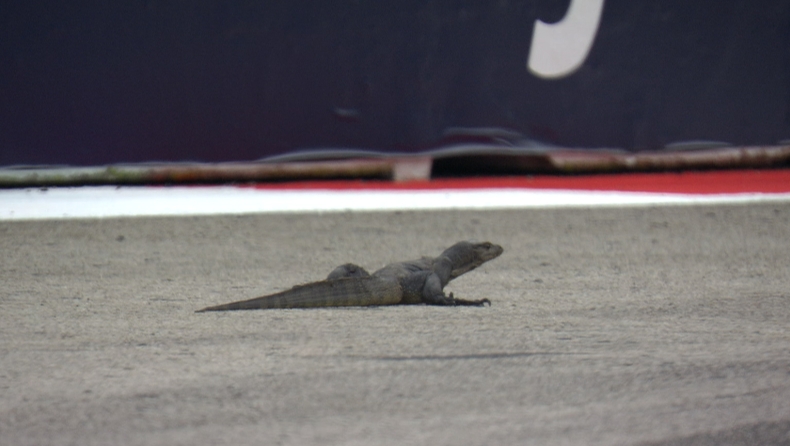 F1 - Κόκκινη σημαία στη Σιγκαπούρη, λόγω μεγάλης σαύρας στην πίστα! (vid)