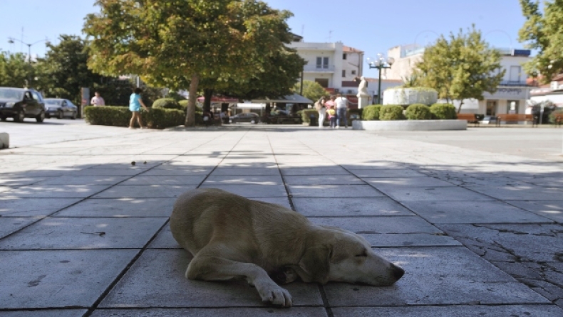 Αδιανόητο περιστατικό στη Νίκαια: Άγνωστος είχε καλύψει με υδροκυάνιο στύλους της ΔΕΗ για να εξοντώσει τα αδέσποτα σκυλιά 