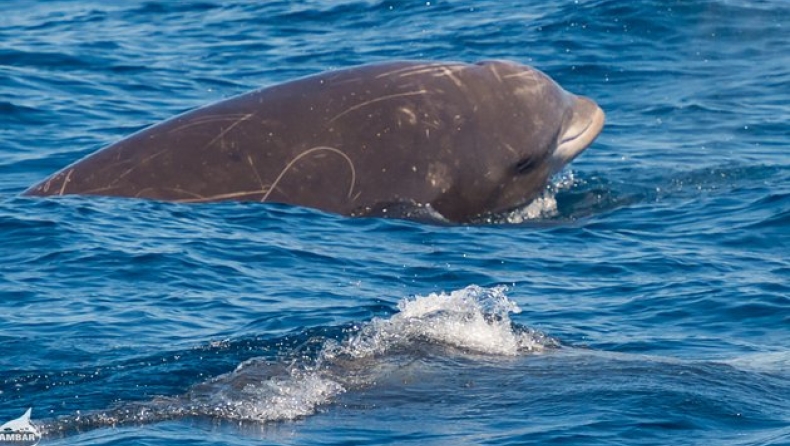 Μια φάλαινα στα νερά της Κρήτης (vid)