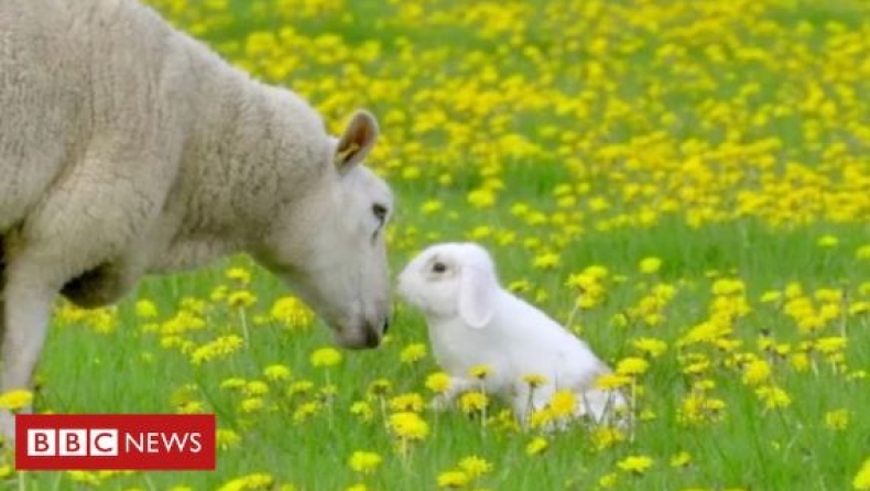 Υπάρχει ένα κουνέλι που νομίζει ότι είναι πρόβατο (vid)