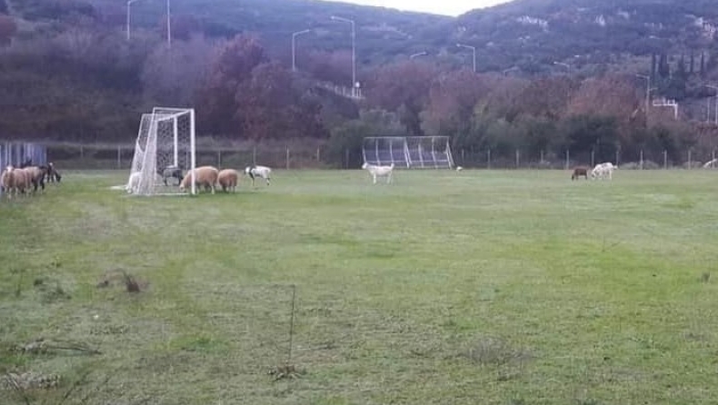 Κοπάδι αιγοπροβάτων στην Ηγουμενίτσα έφαγε χλοοτάπητα αξίας 150.000 ευρώ! (pic)