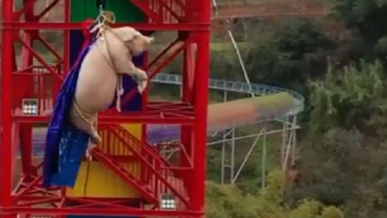 Φρίκη: Ανάγκασαν γουρούνι να κάνει bungee jumping για διαφήμιση (vid)