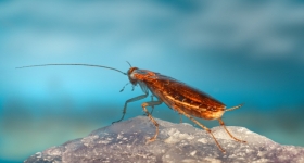 Επιδρομή από ιπτάμενες κατσαρίδες στη Λάρισα: Τα παράπονα των κατοίκων 